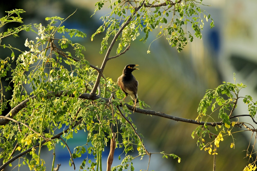 a small bird perched on a tree branch