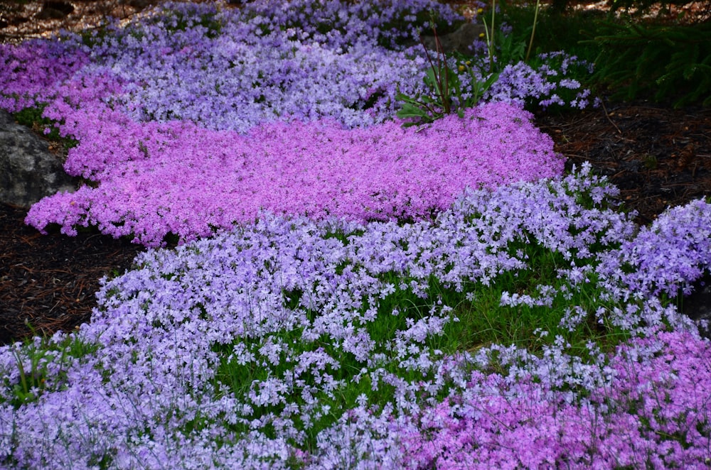 a group of purple and white flowers in a garden