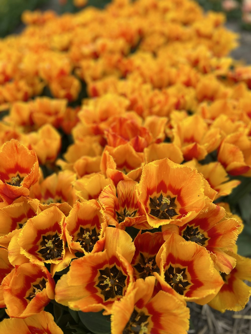 a bunch of yellow and red flowers in a field