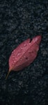 a red leaf with water droplets on it