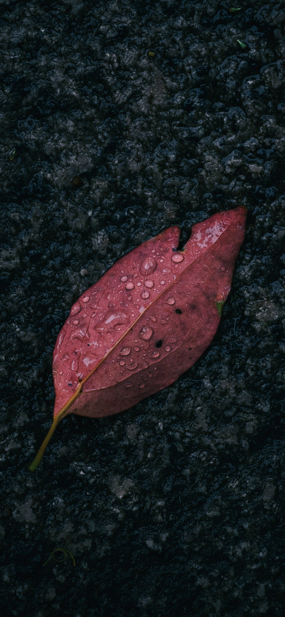 a red leaf with water droplets on it