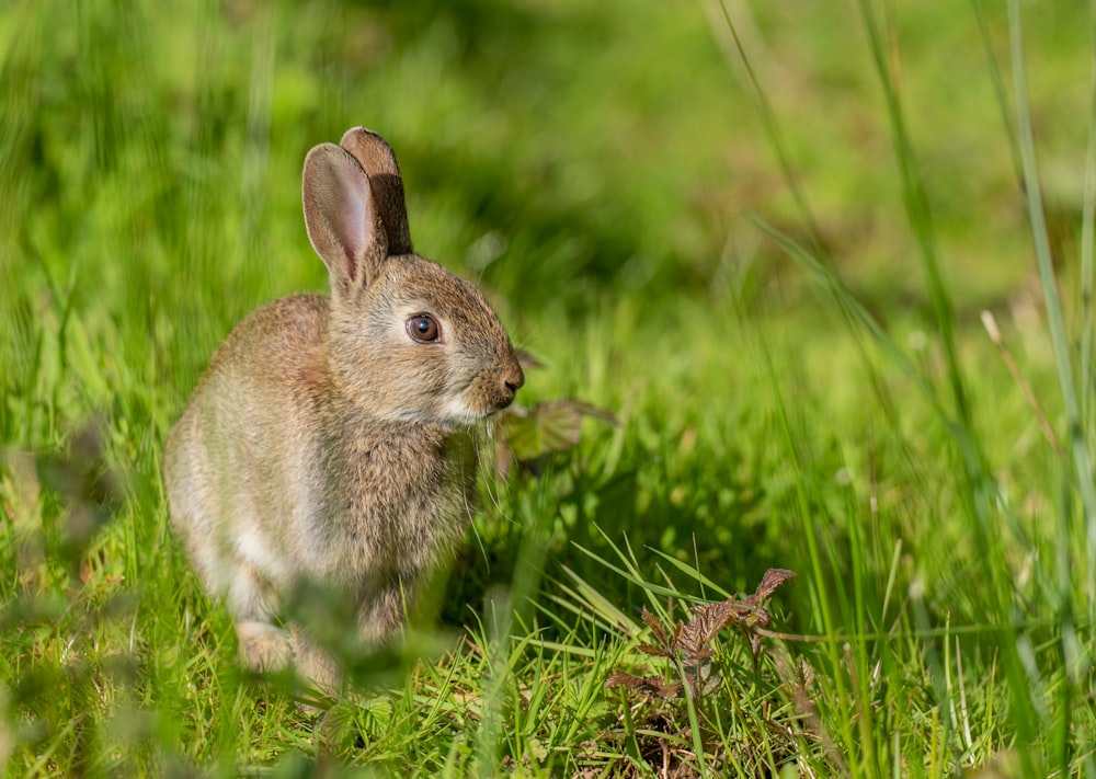 작은 토끼 한 마리가 풀밭에 앉아 있습니다