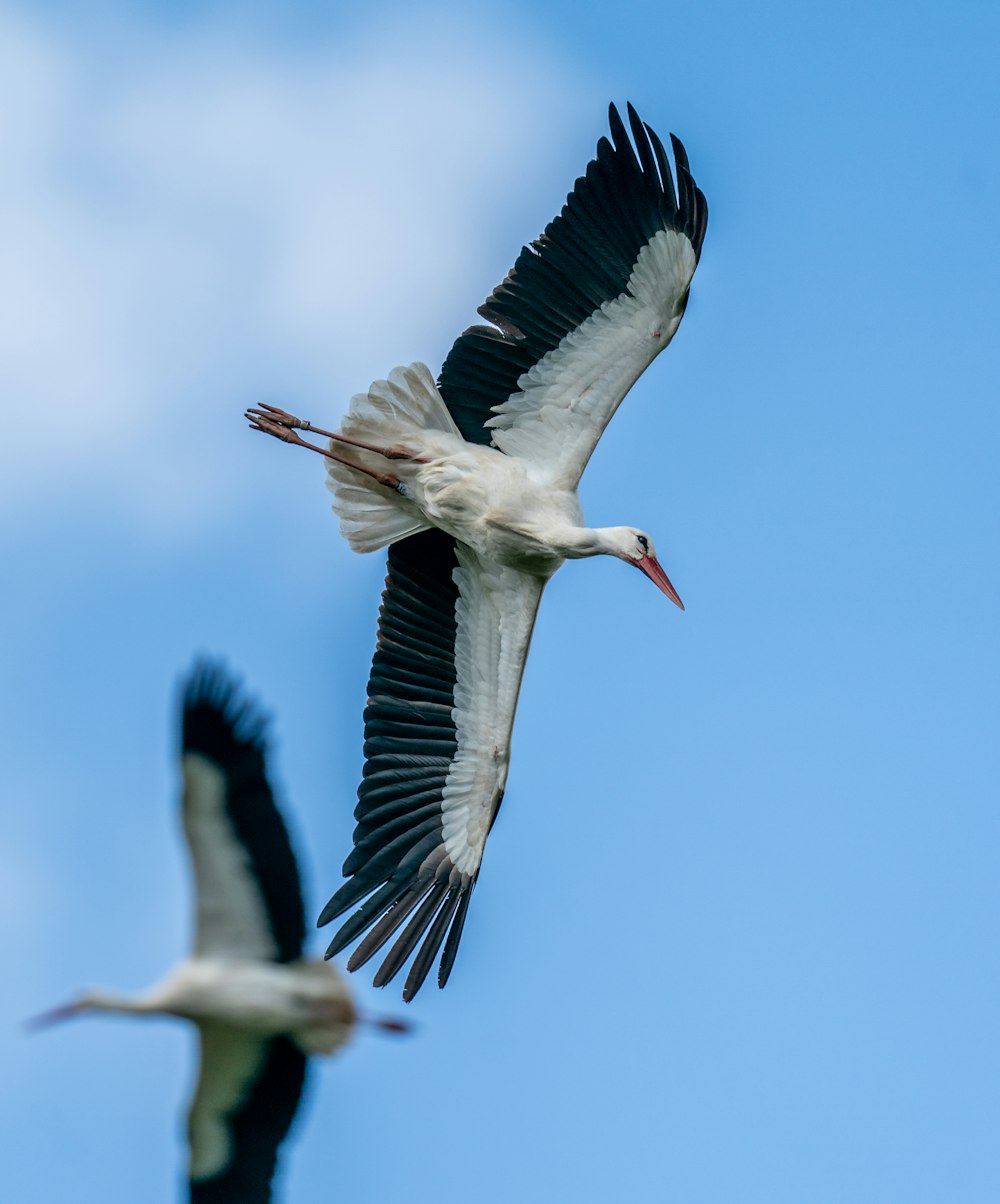 a couple of birds flying through a blue sky