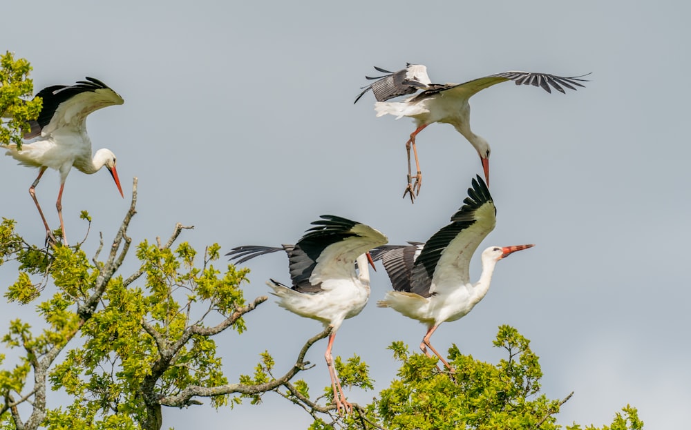 a flock of birds flying over a tree