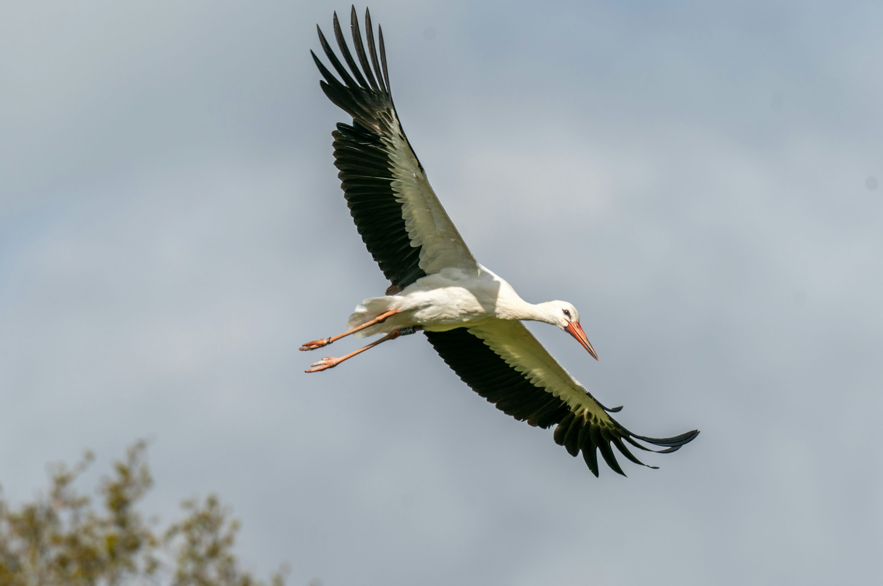 Birdie Oiseau - Photo gratuite sur Birdie Oiseau - Photo gratuite sur