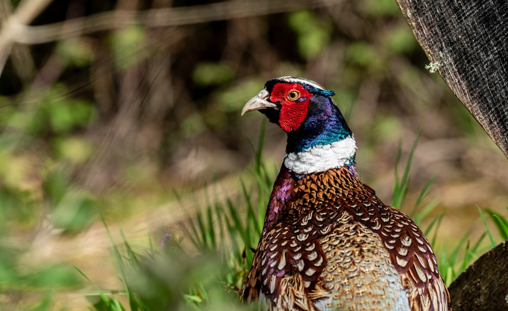 a colorful bird is standing in the grass