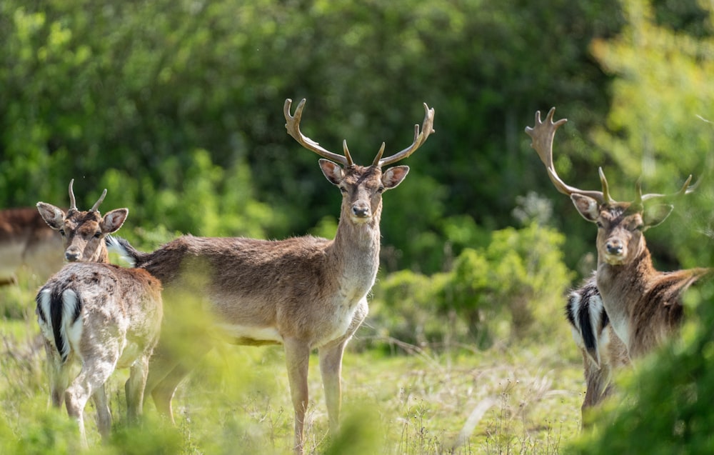 a herd of deer standing on top of a grass covered field