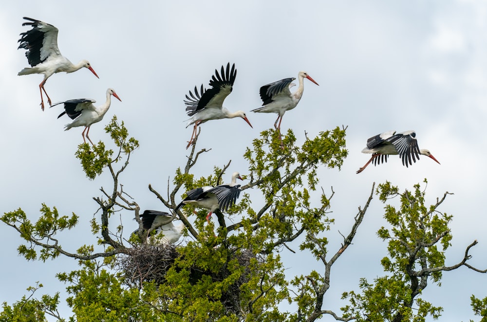 a flock of birds flying over a tree