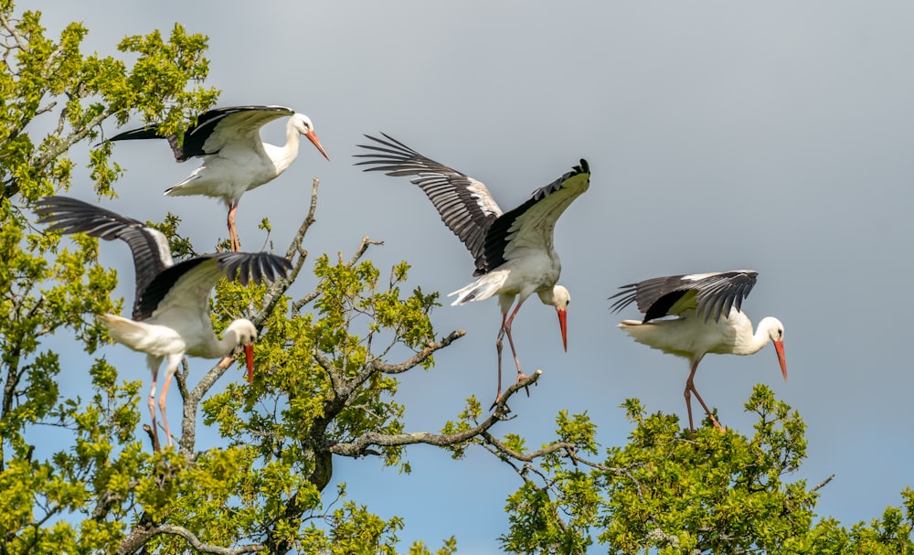 a flock of birds sitting on top of a tree