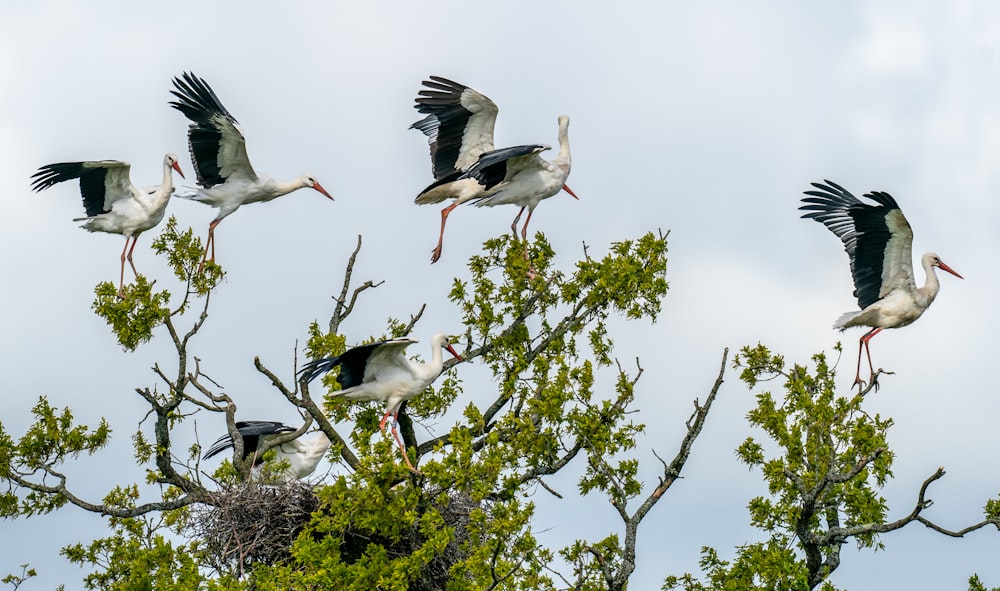 a group of birds sitting in a tree