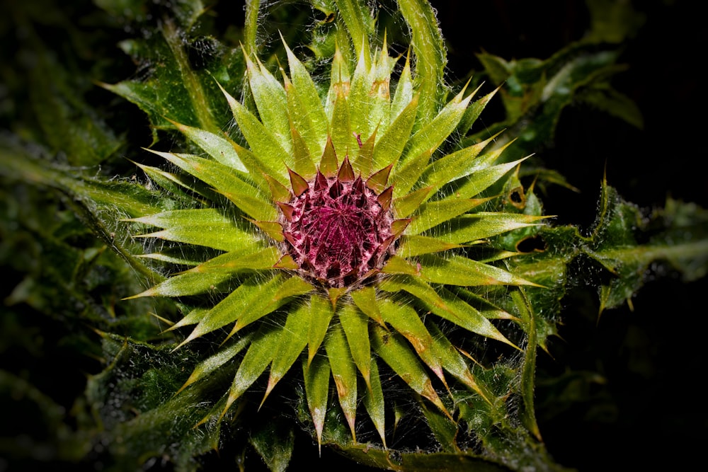 a close up of a flower with lots of green leaves