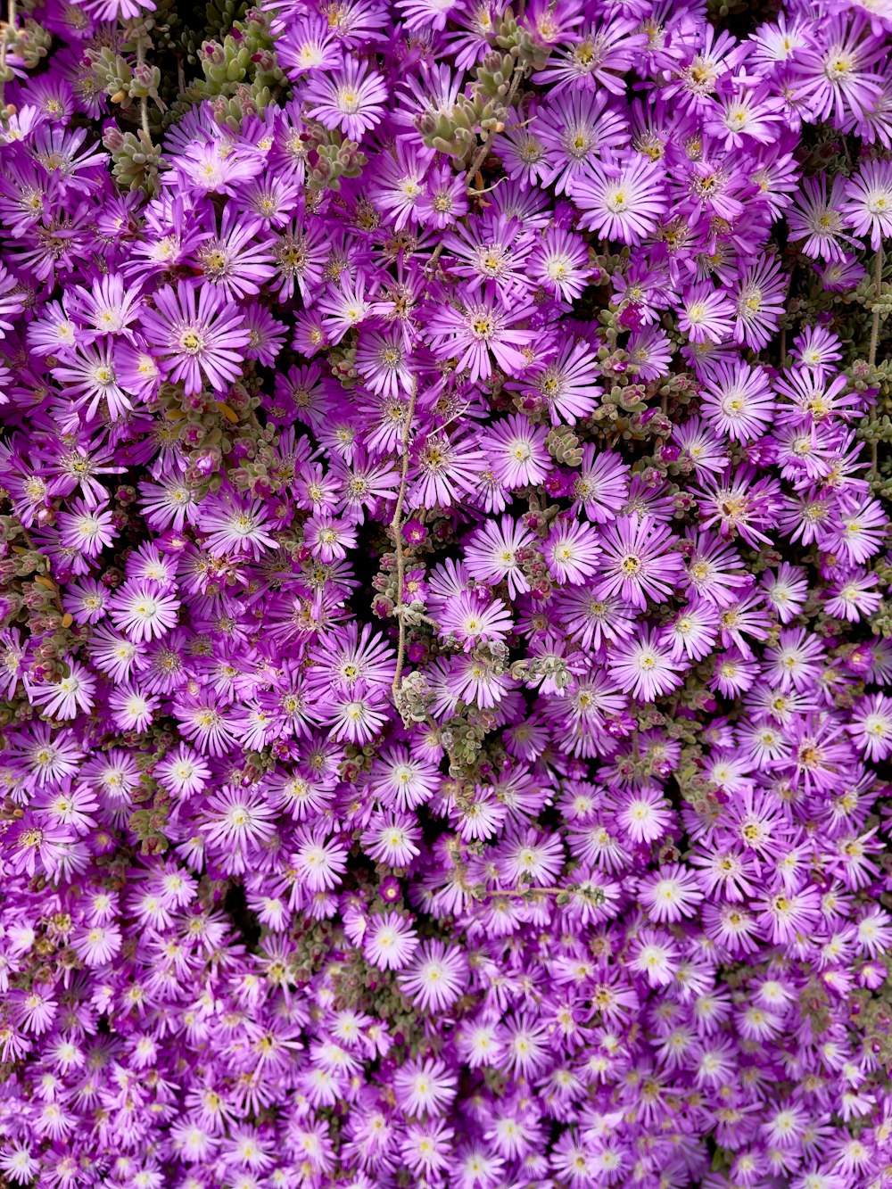 a bunch of purple flowers that are blooming