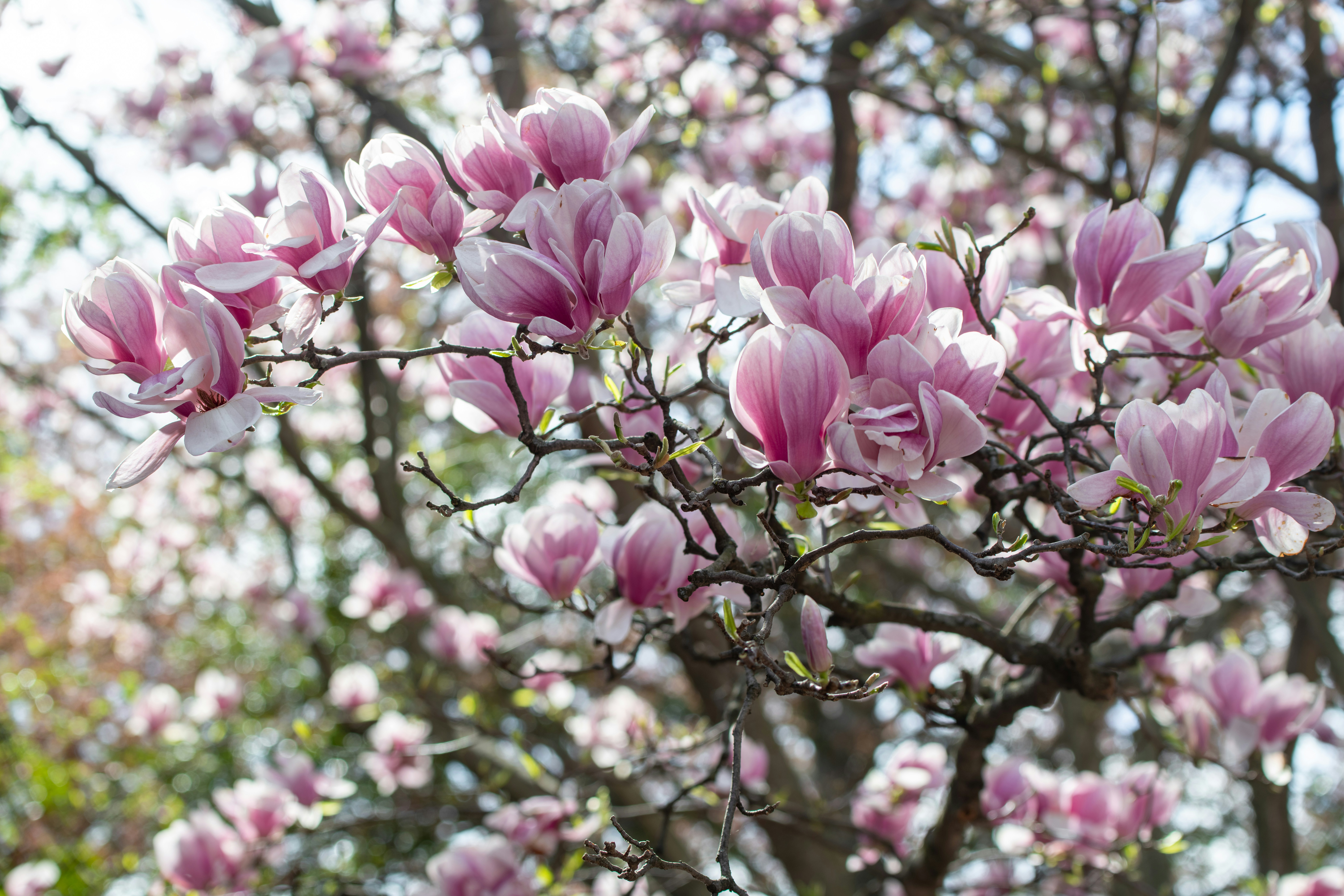 Photo by sriniunsplash