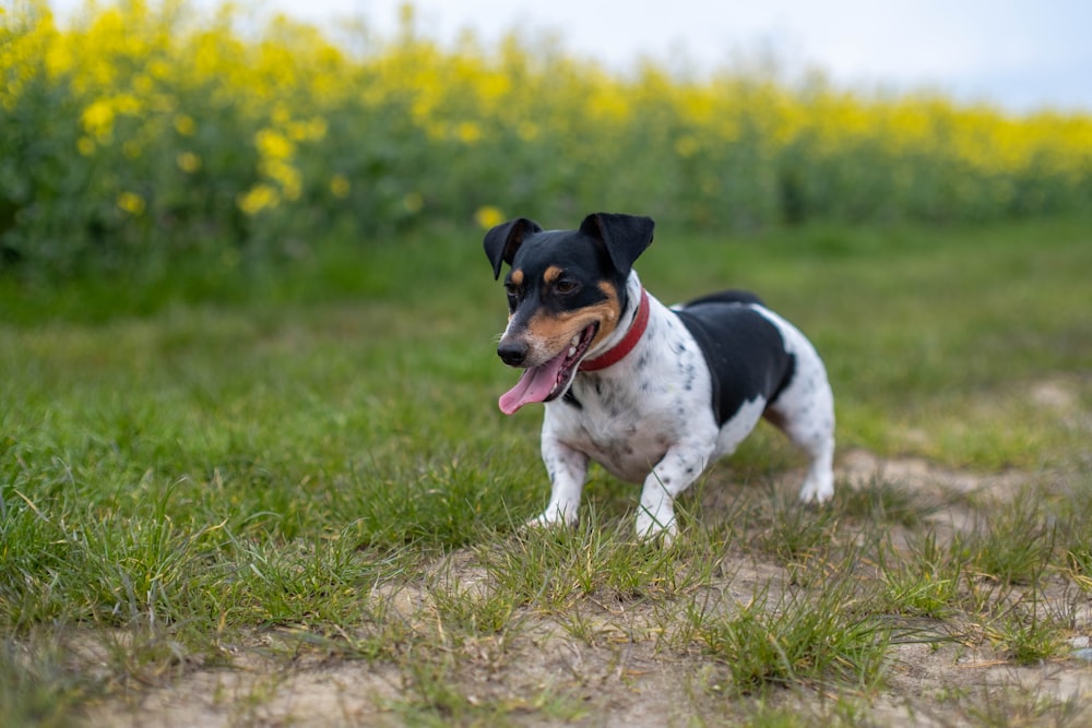 a small black and white dog standing on top of a grass covered field