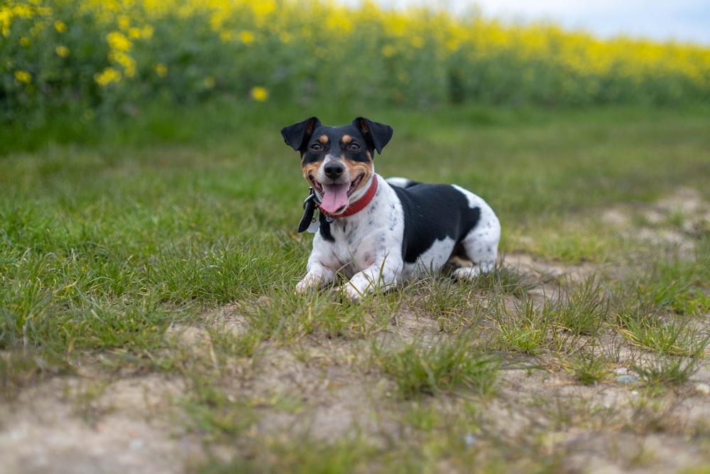 a black and white dog laying on top of a grass covered field