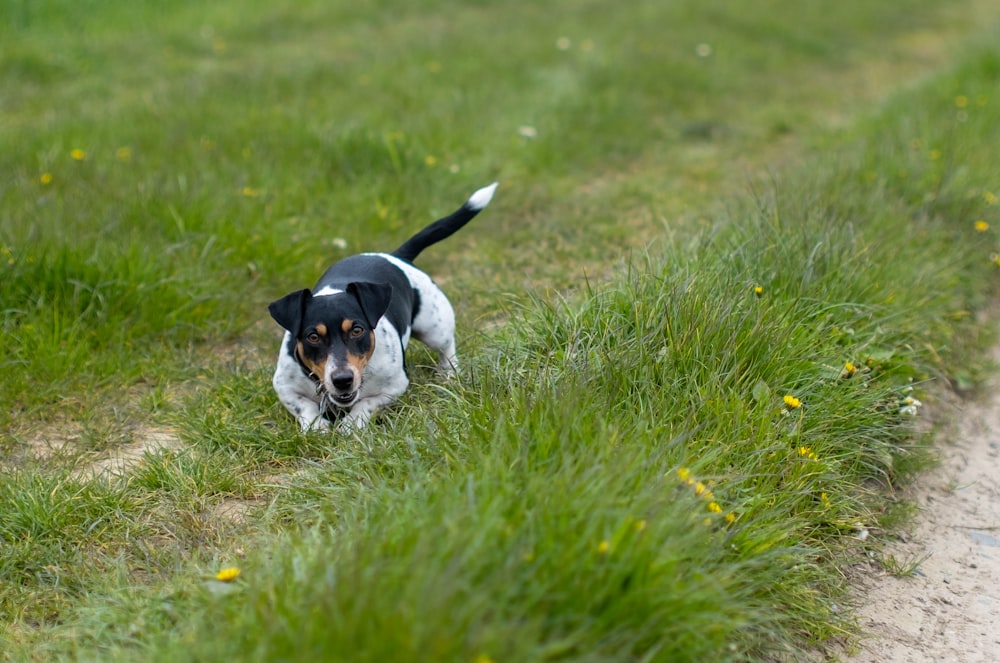 a black and white dog is walking through the grass