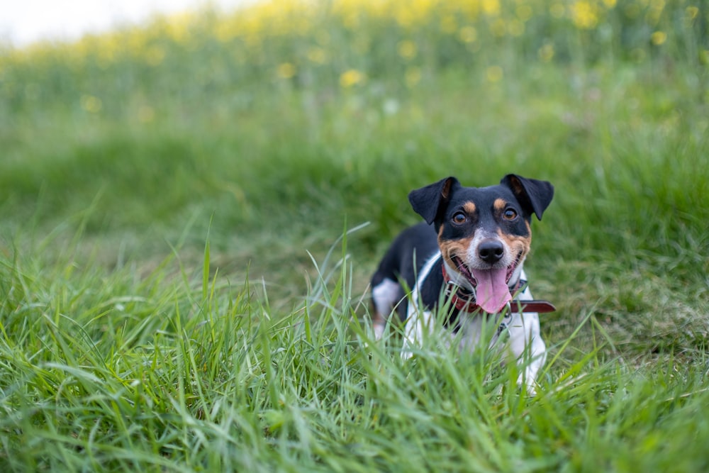 a dog is sitting in the grass with its tongue hanging out