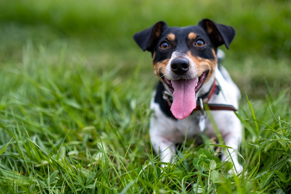 a dog with its tongue hanging out in the grass