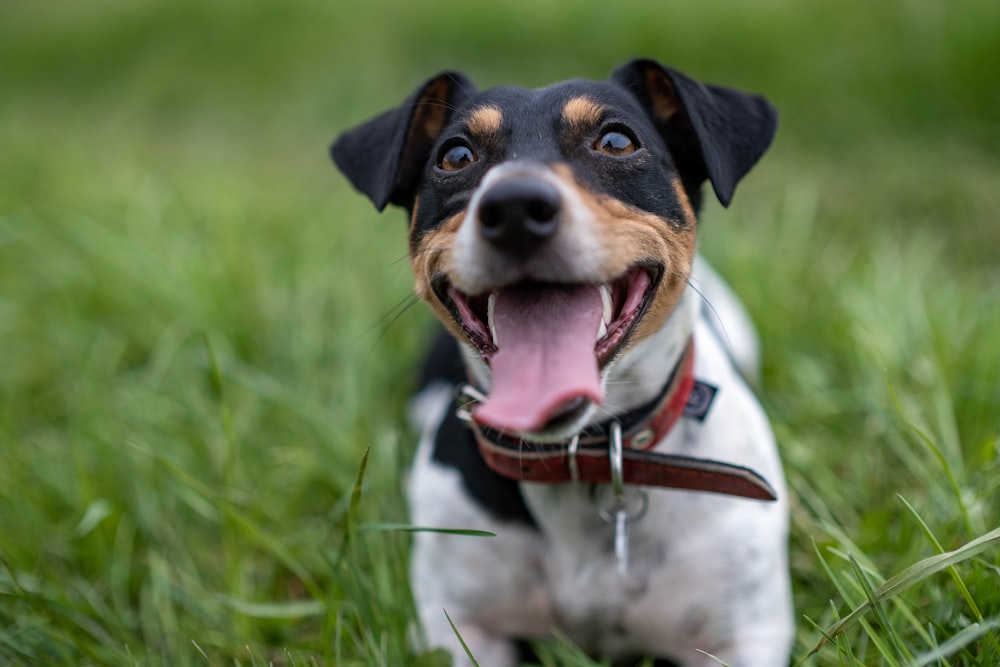 a dog is sitting in the grass with its tongue out