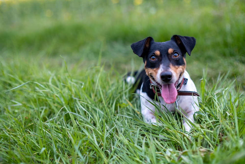 a black and brown dog laying on top of a lush green field