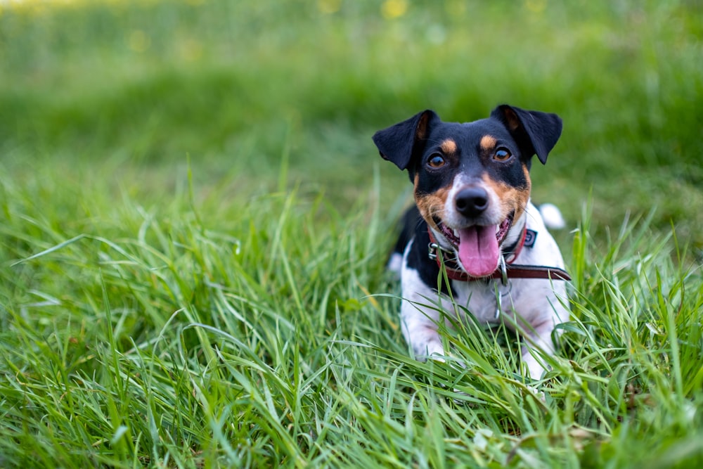 a black and white dog is sitting in the grass