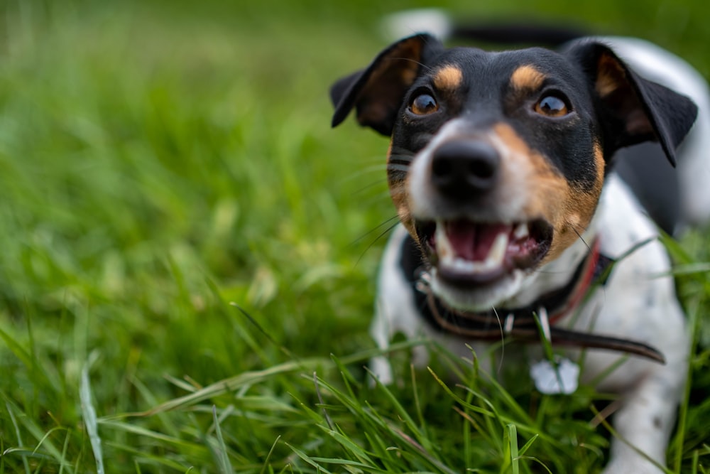 a black and brown dog laying on top of a lush green field