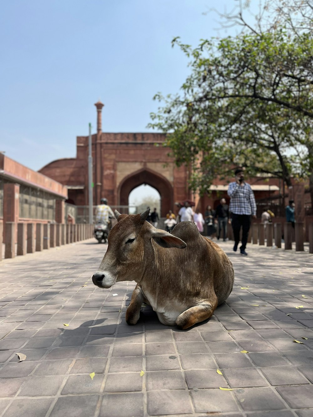 a cow sitting on the ground in front of a building