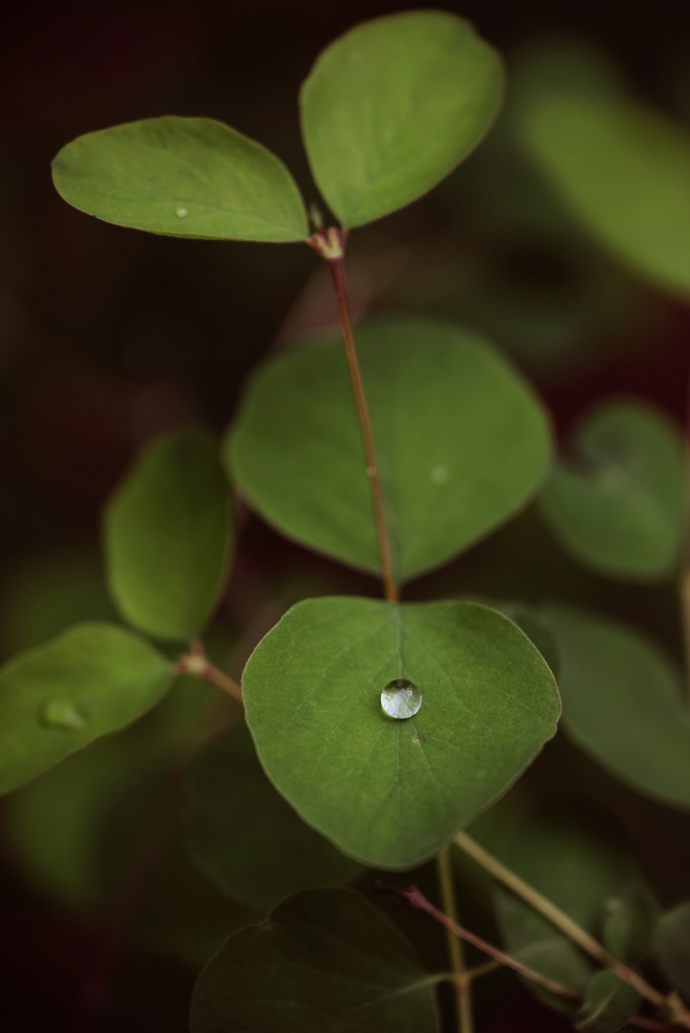 a green leaf with a drop of water on it