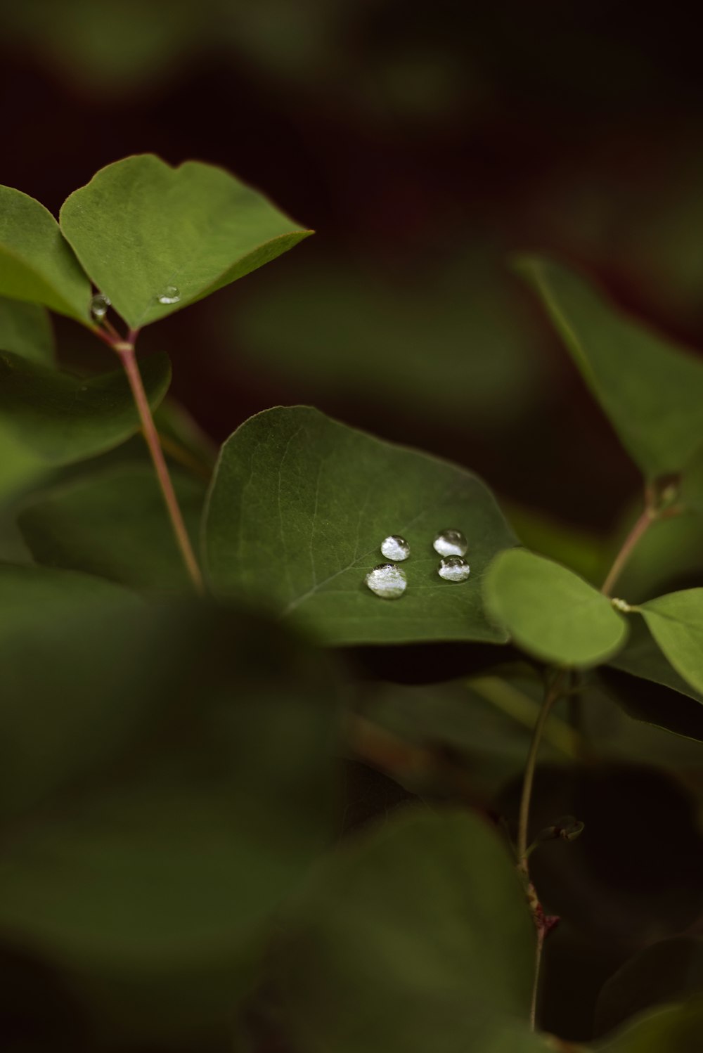 a green leaf with drops of water on it