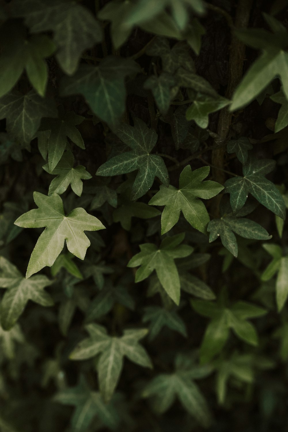 a close up of leaves on a tree