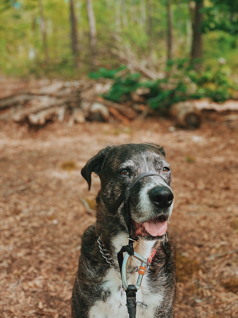 a black and white dog standing in the woods