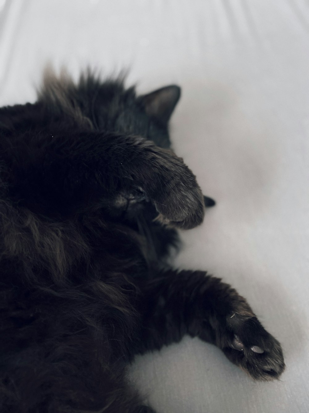 a black cat laying on its back on a bed