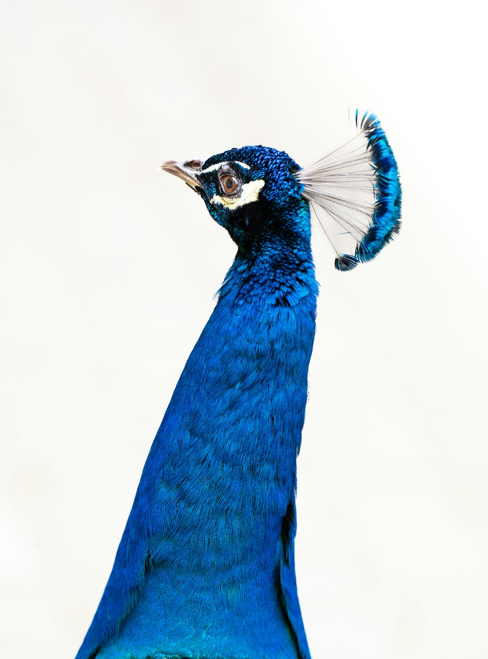 un oiseau bleu avec une très longue queue