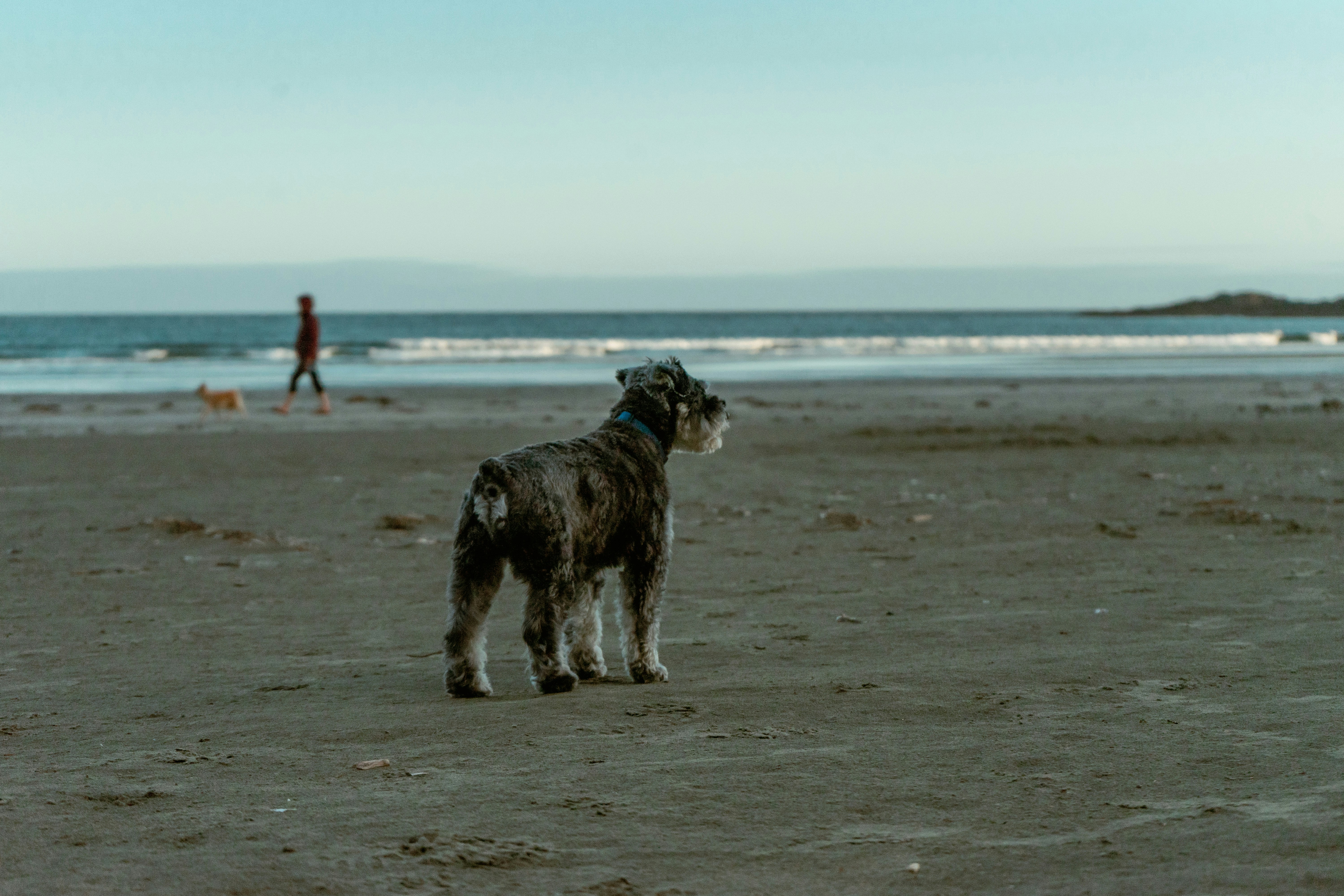 The Salty Dog