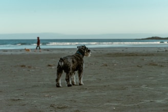 minitature schnauzer