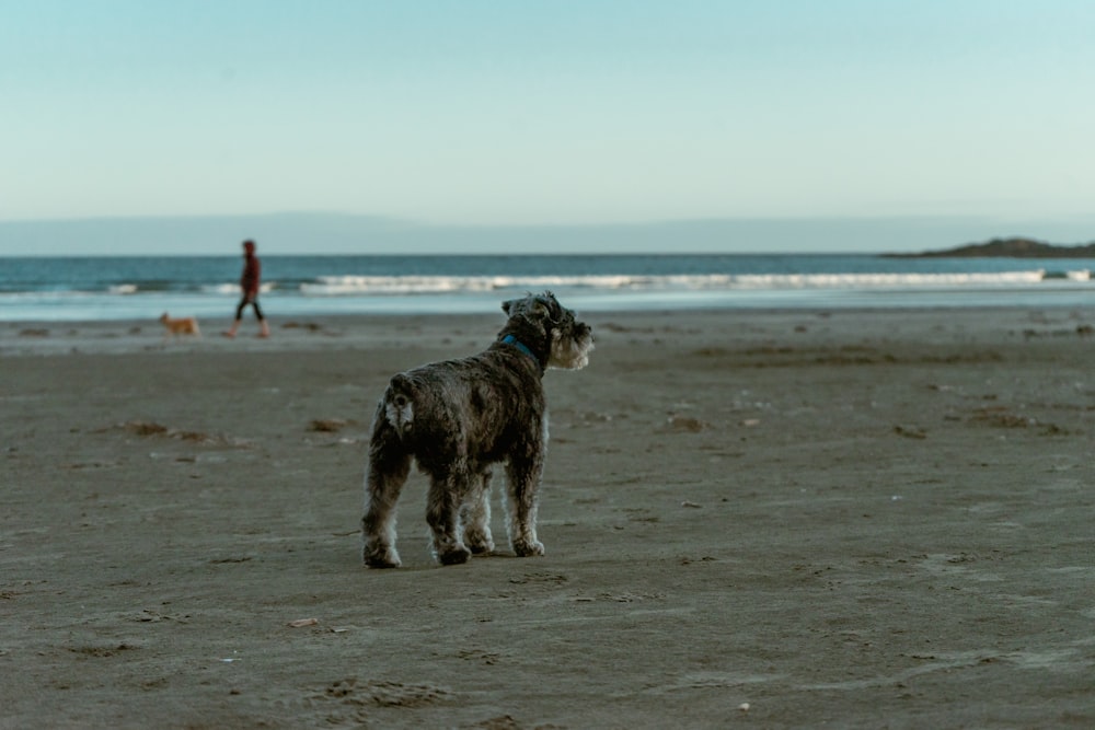 a dog standing on top of a sandy beach