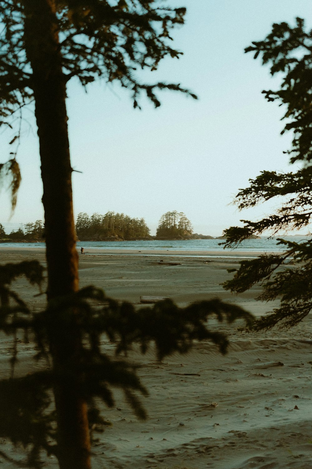 a couple of trees sitting on top of a sandy beach