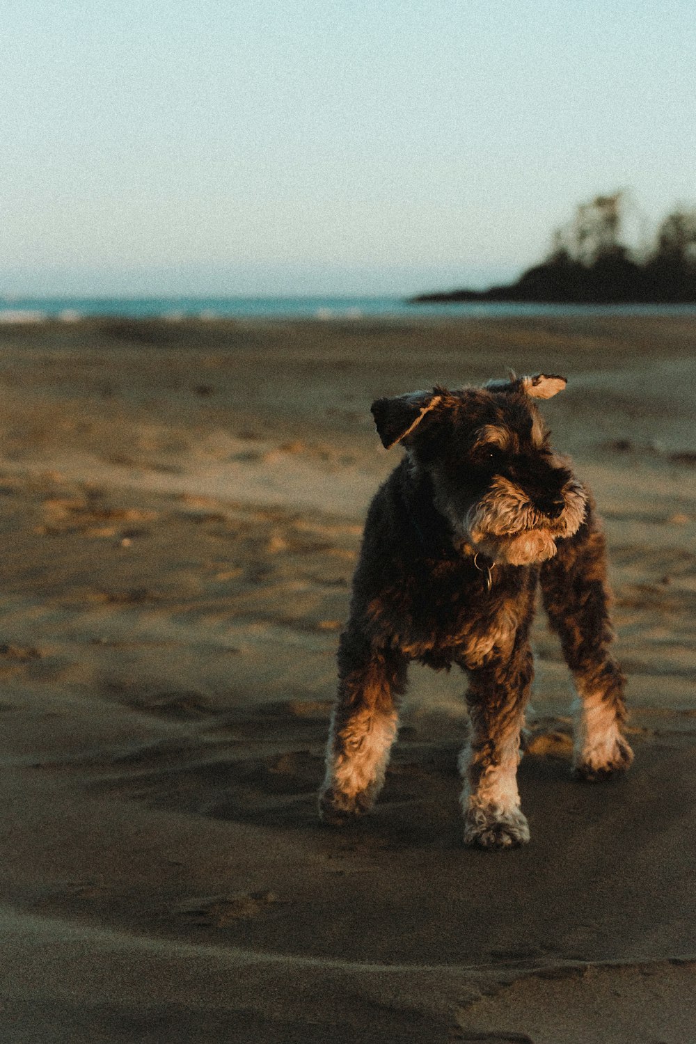 a small dog standing on top of a sandy beach