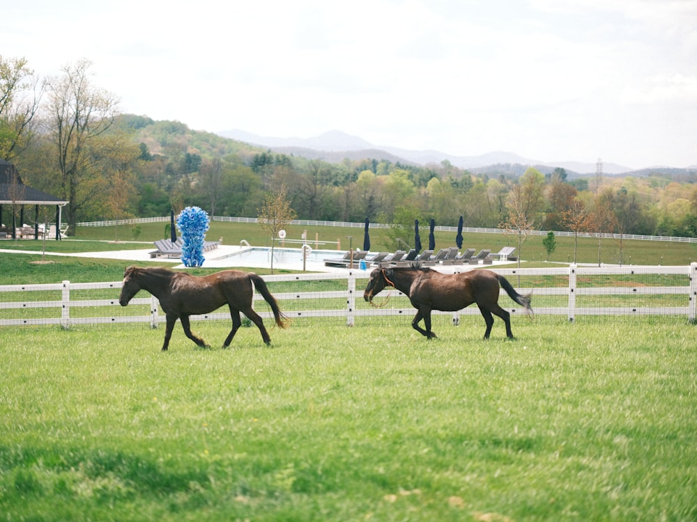 a couple of horses running across a lush green field