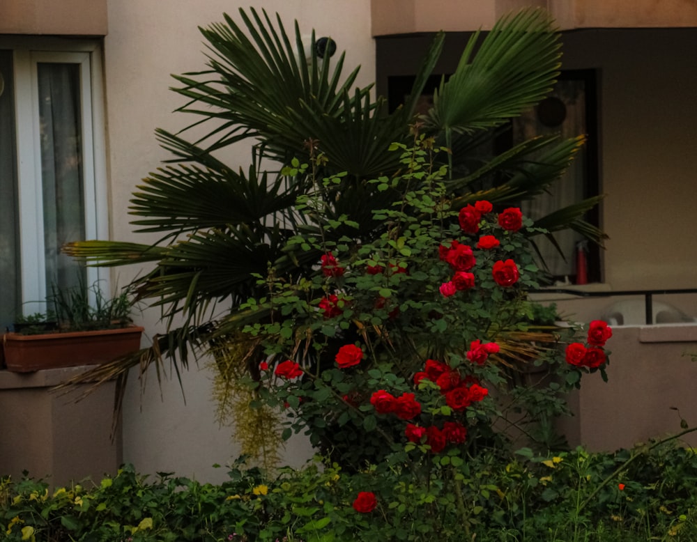 a plant with red flowers in front of a building