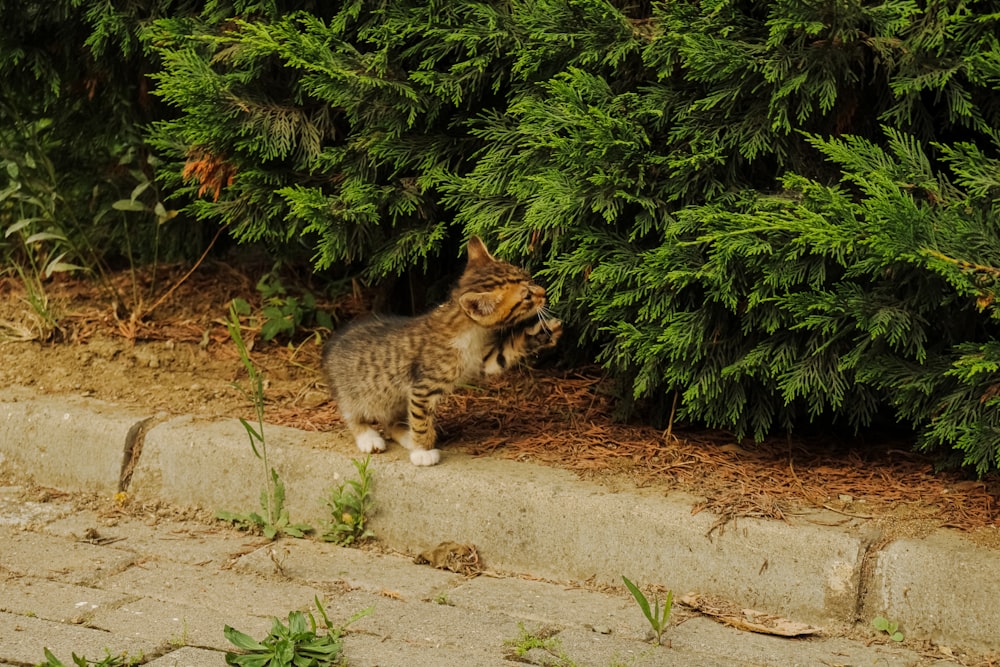 a cat standing on the side of a road next to a bush