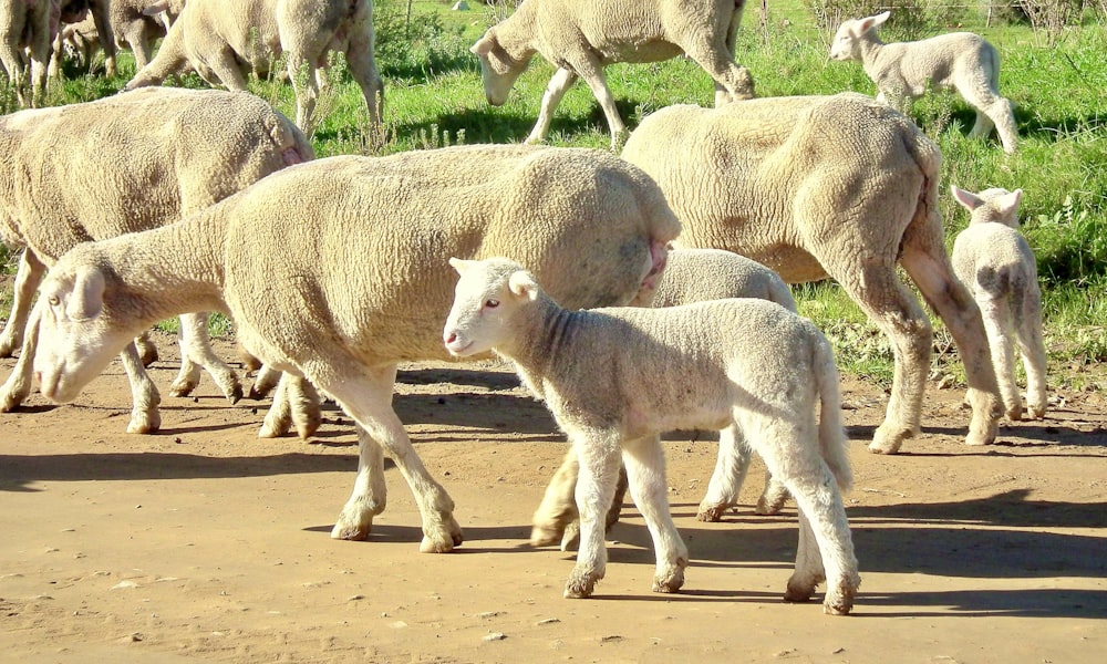 a herd of sheep walking across a dirt road