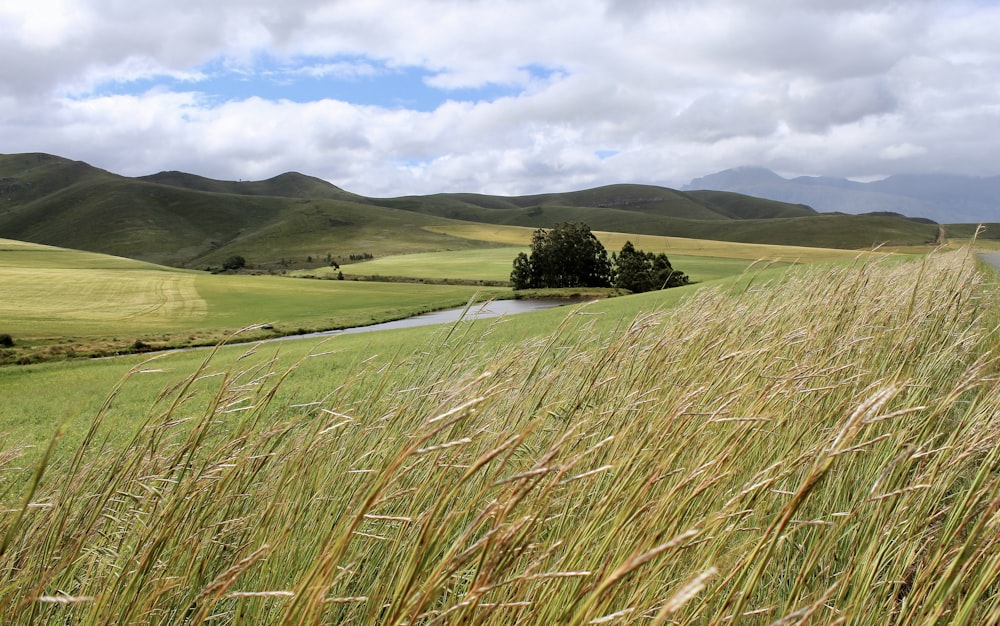 a grassy field with a river running through it