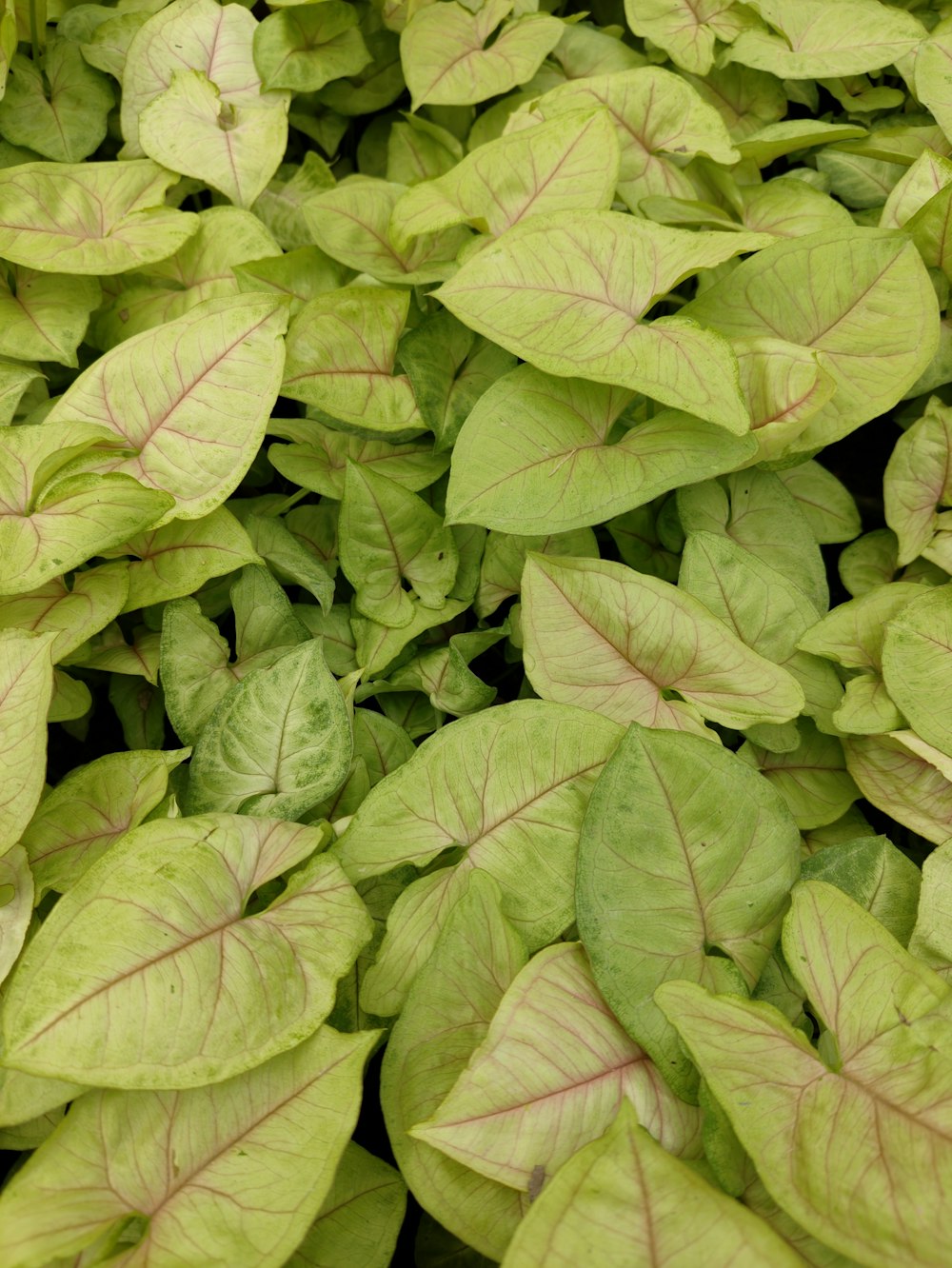 a close up of a bunch of green leaves