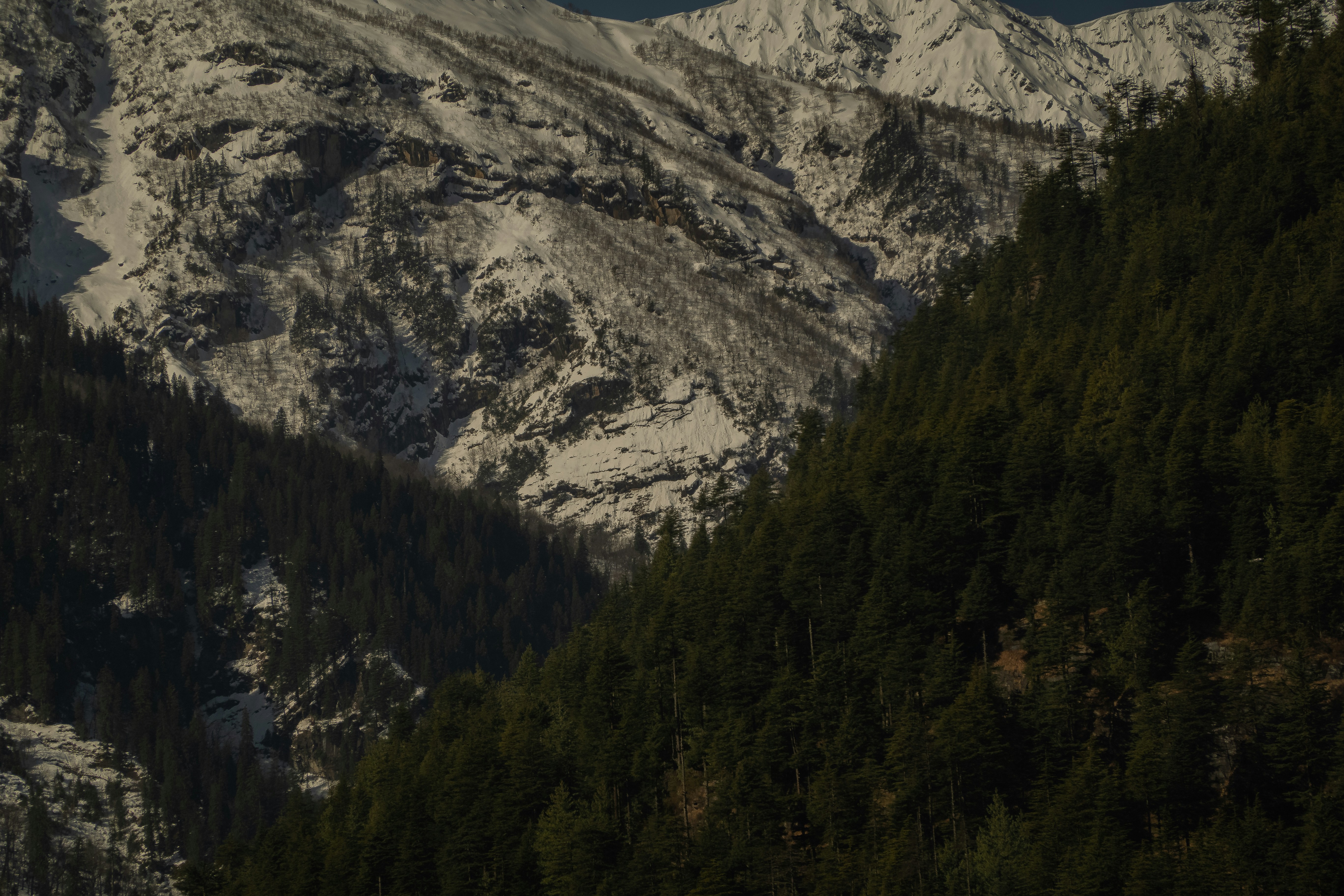 una montaña cubierta de nieve con pinos en primer plano
