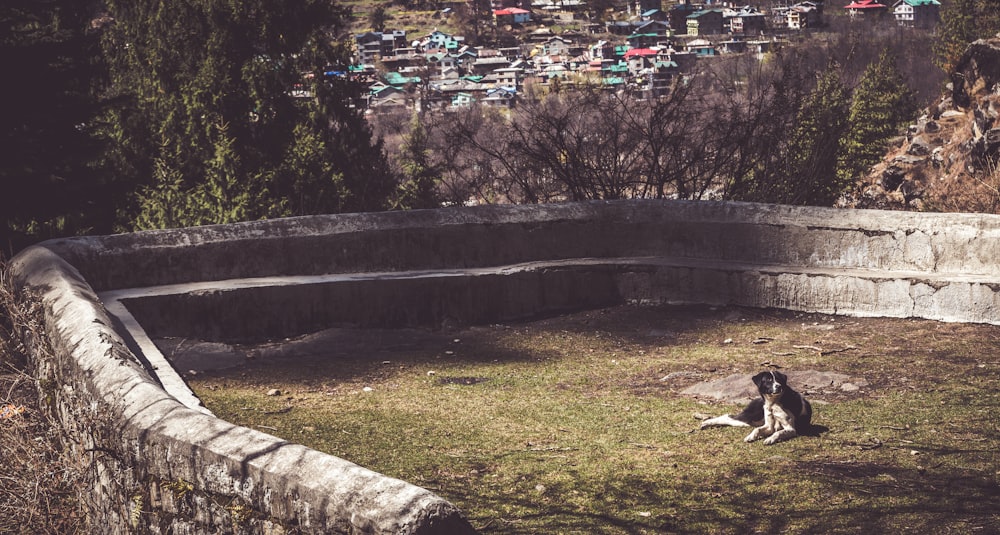 a dog laying on the ground next to a stone wall