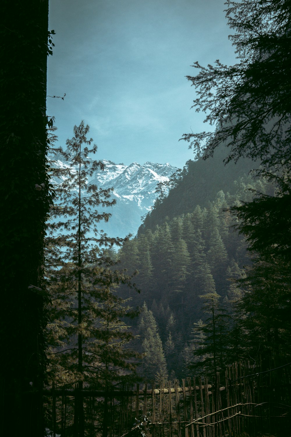 a view of a snowy mountain through the trees