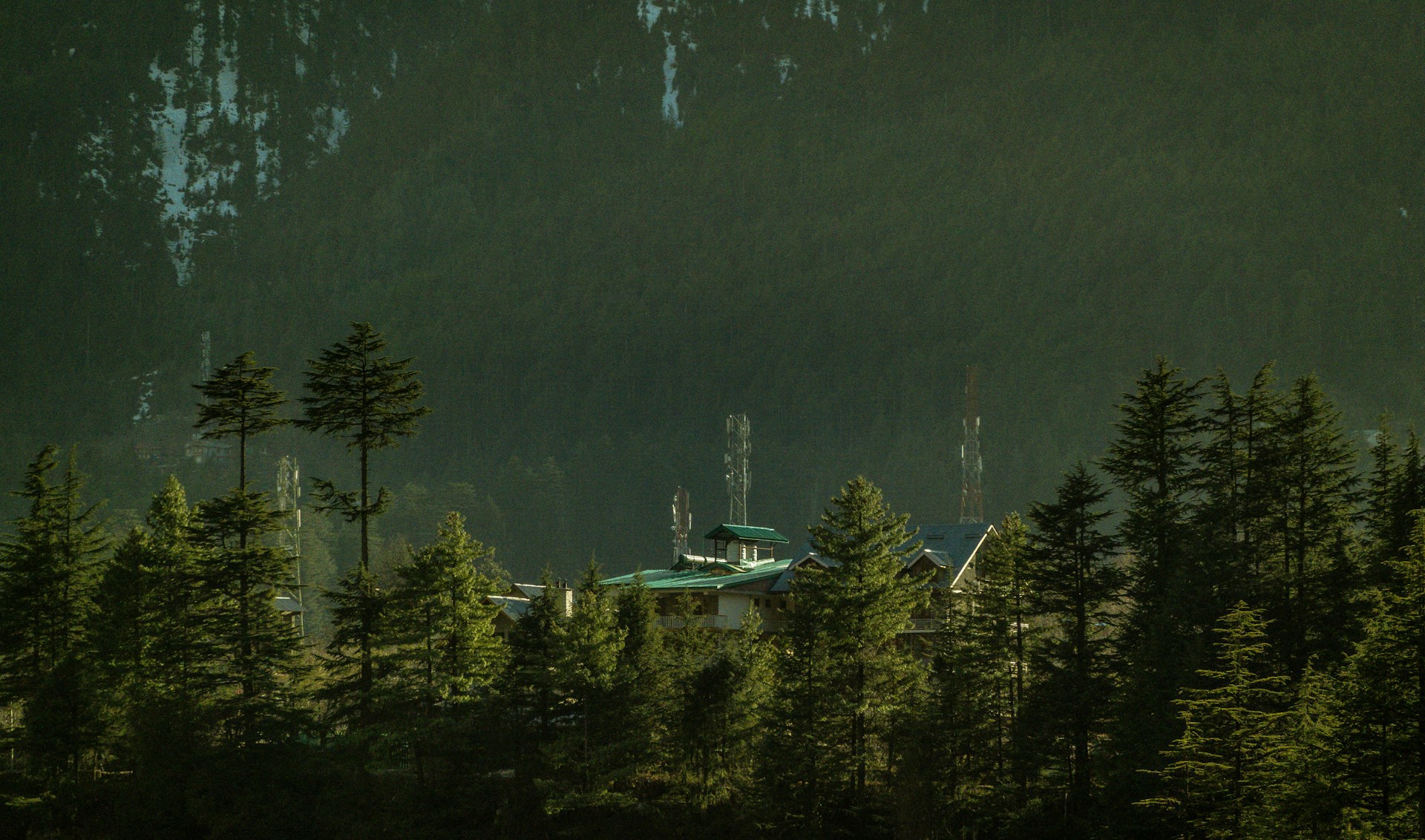 a forest filled with lots of green trees