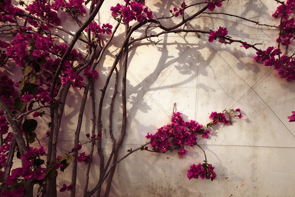 purple flowers are growing on a white wall