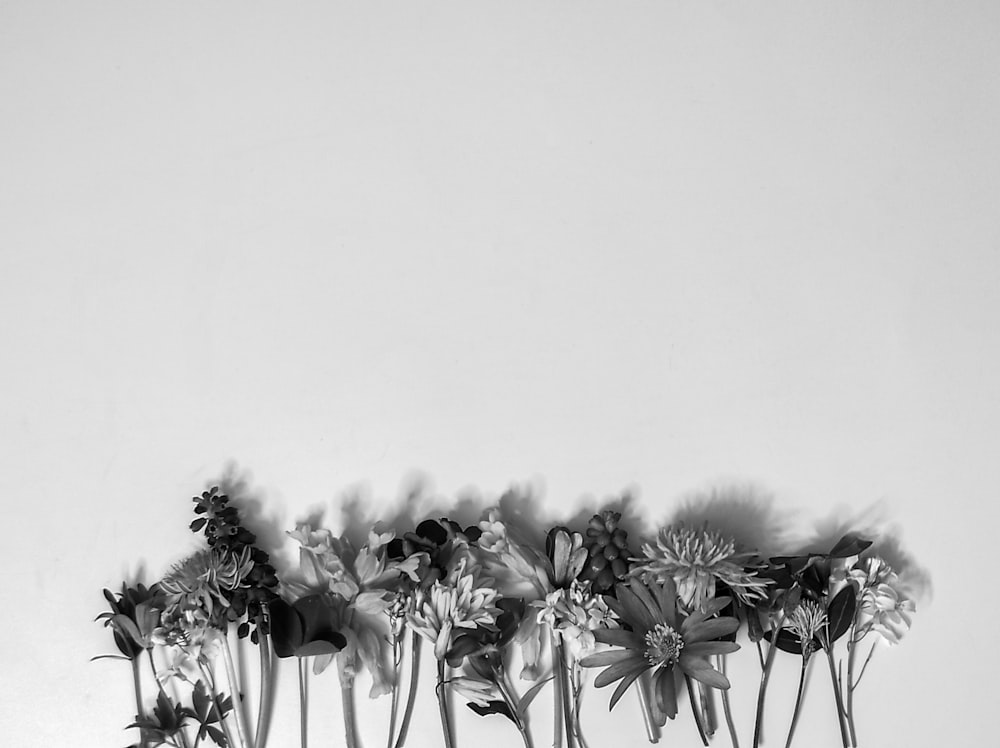 black and white photograph of a row of flowers